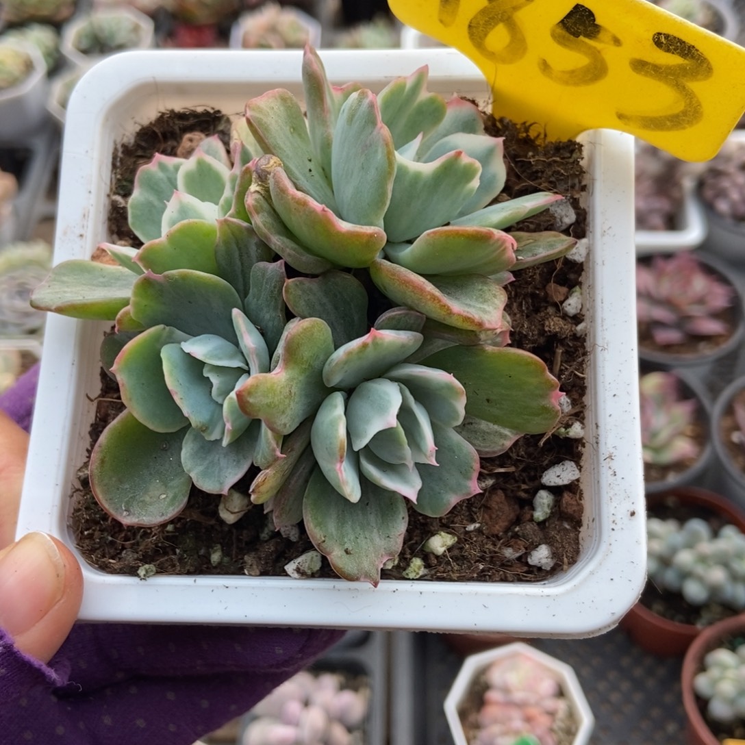 1853伯克利锦多肉植物