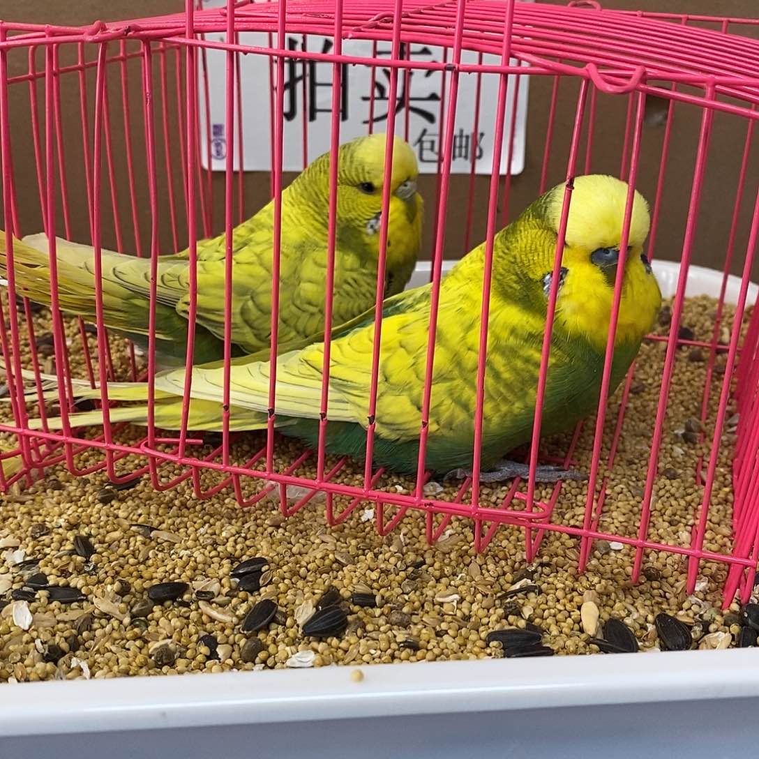 虎皮鹦鹉大头虎皮