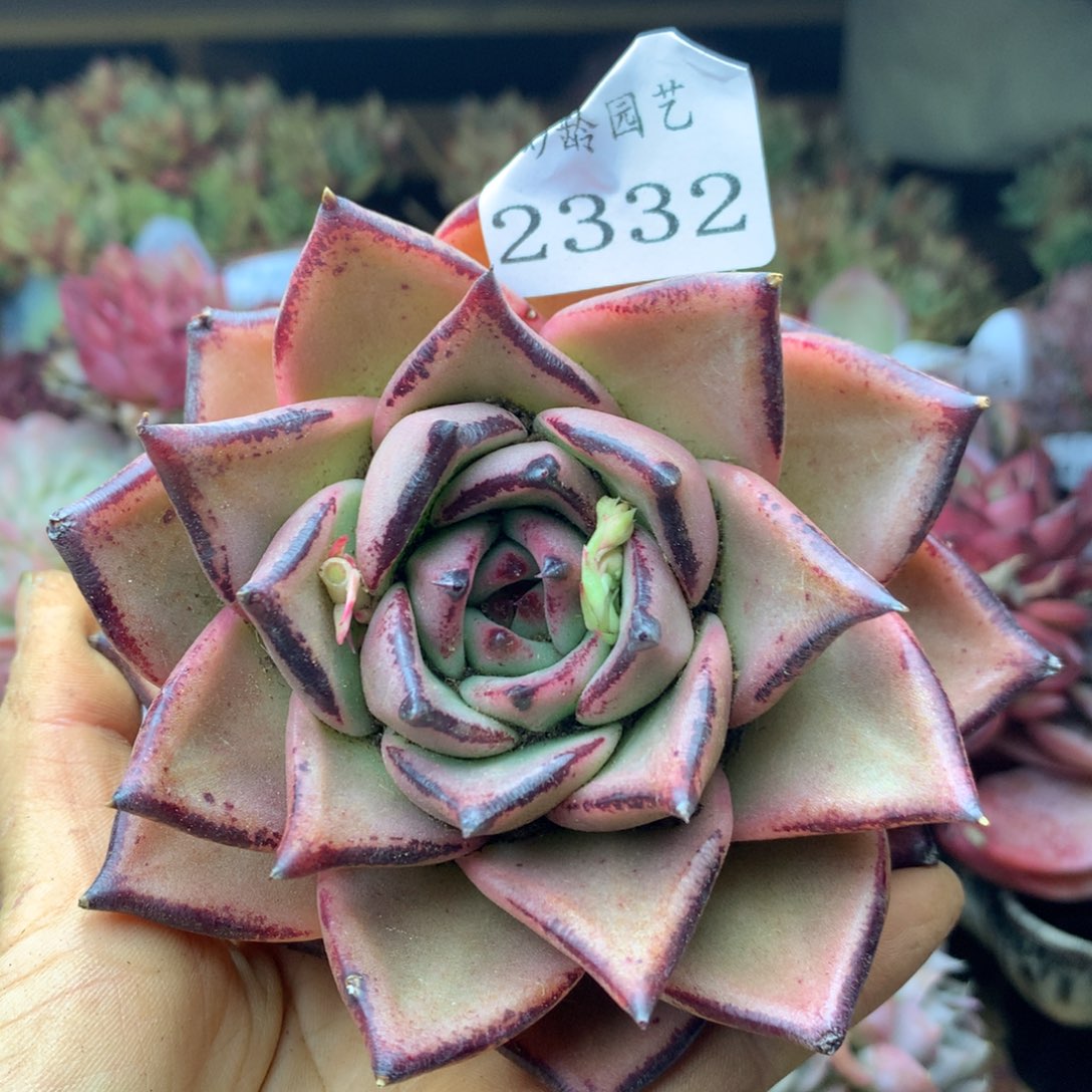 2332杂交精品基地10厘米