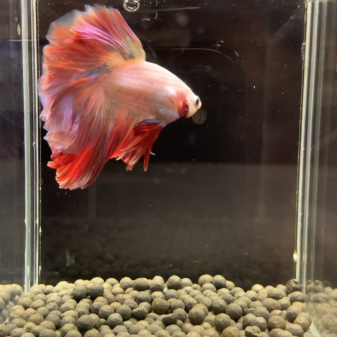 海水鱼七弟泰国斗鱼47