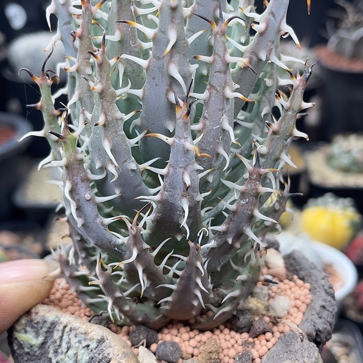 黑魔殿一颗包邮发货