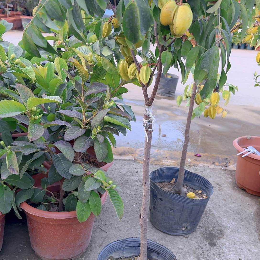 长****）果树11111111111