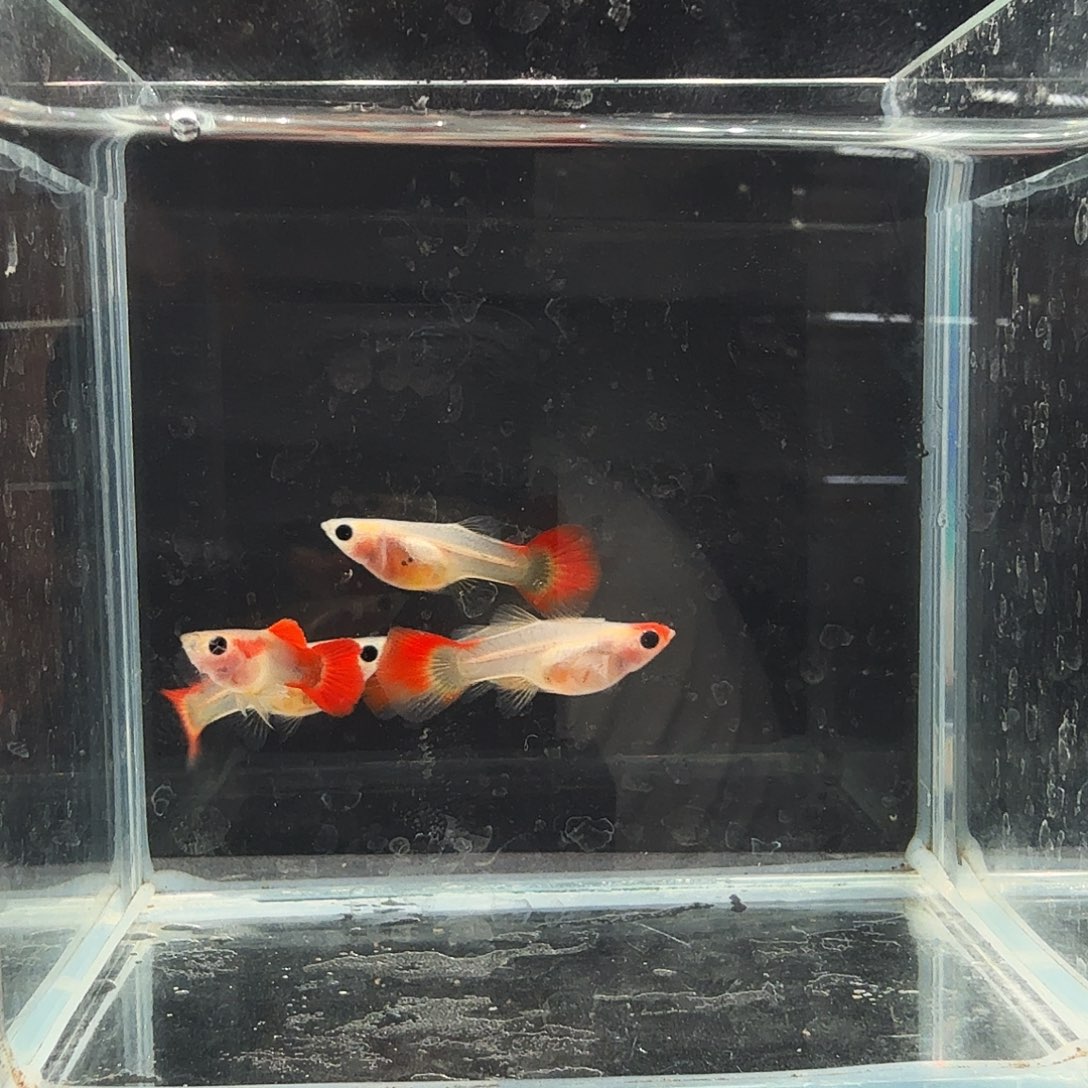 孔雀鱼深海蓝玻璃猫孕母四条