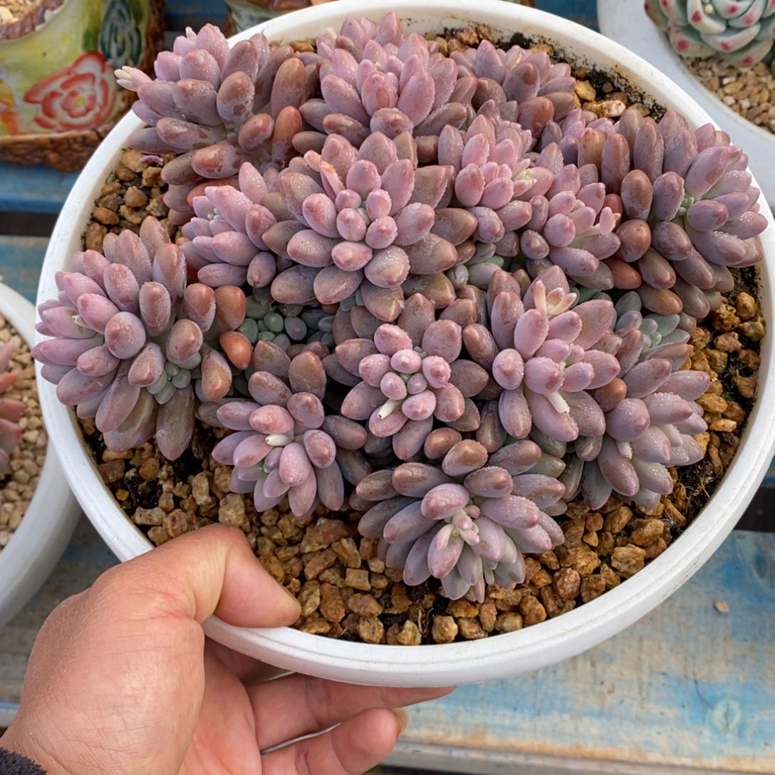 多肉植物一物一拍多肉的