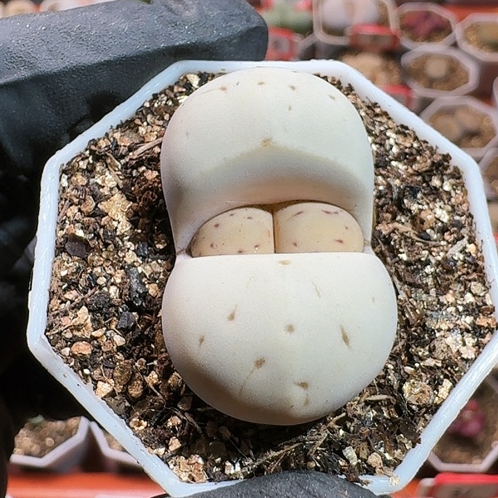 生石花115587。  277