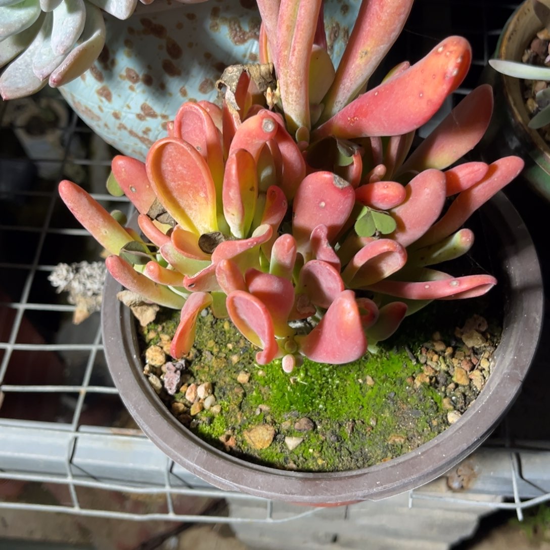 火狐狸多肉植物的一