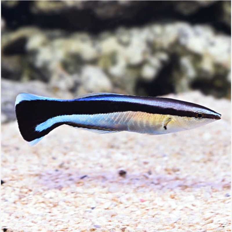 海水观赏鱼 飘飘