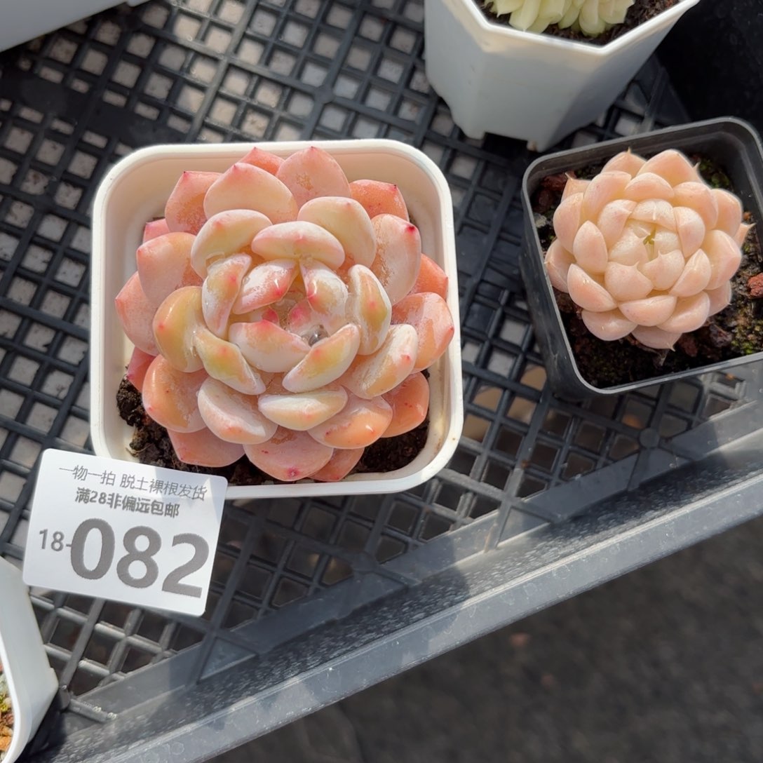 橙梦露多肉多肉多肉