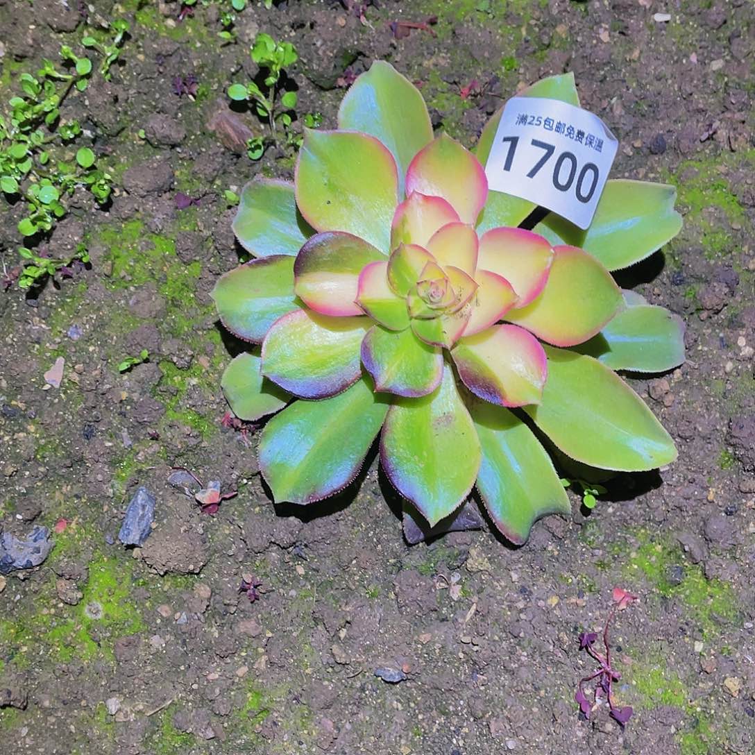 销****姐1700花脸七彩多肉植物