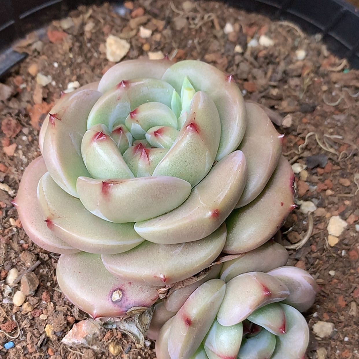 【闪购商品】云412