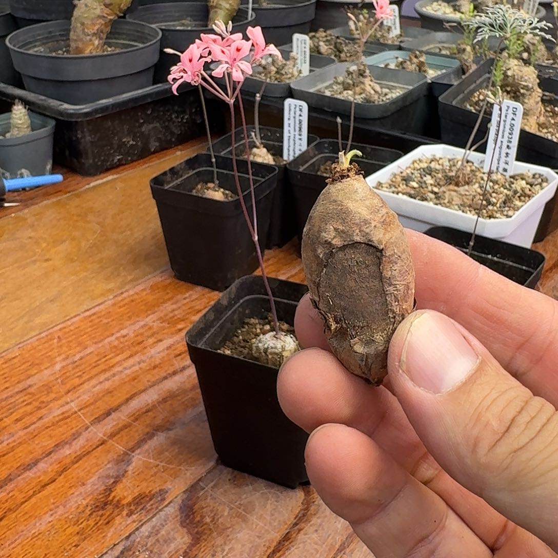 肾叶洋葵有伤特价一个