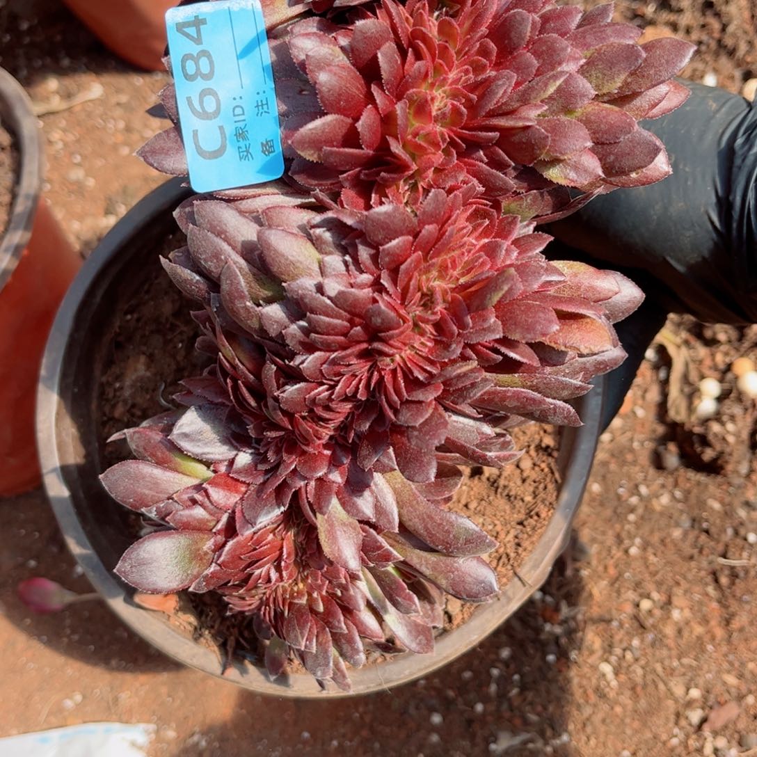 多肉植物684花花公子