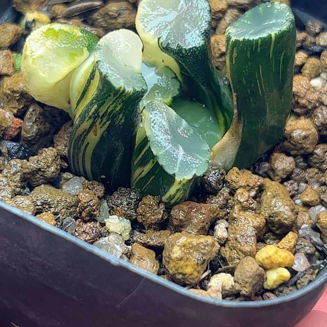 白妙锦实生锦十二卷