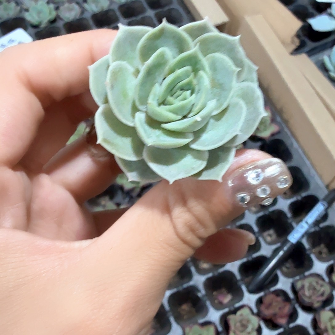 昂斯诺穴苗3颗一组