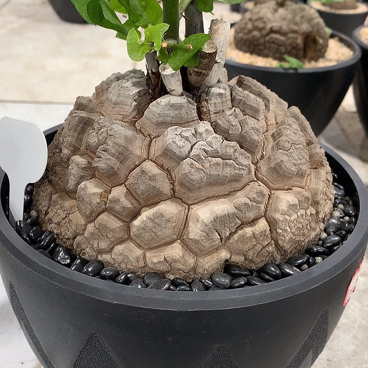 275龟甲龙16公分哈哈哈哈哈哈哈哈哈哈