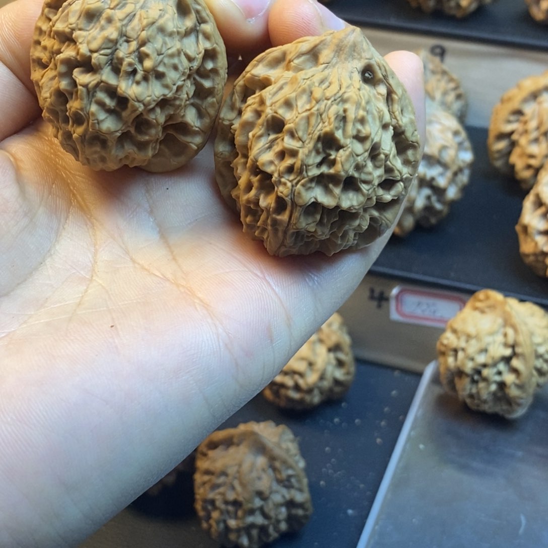 桃核吊坠秦岭秦公子36全品
