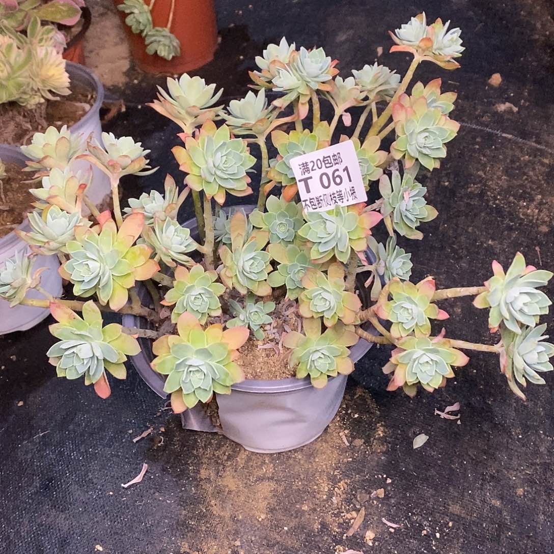 061薄化妆多肉法师锦