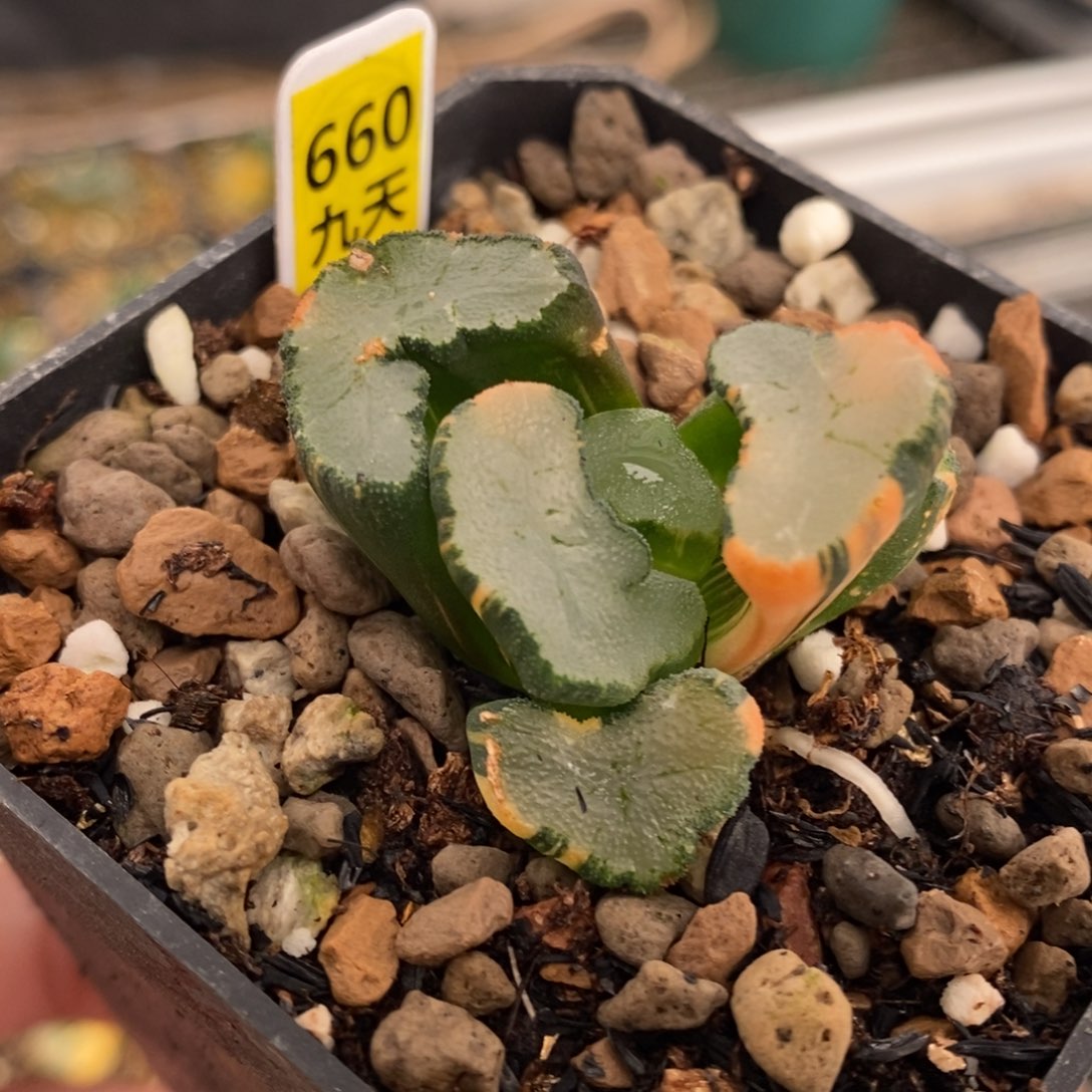 660号大明湖万象锦