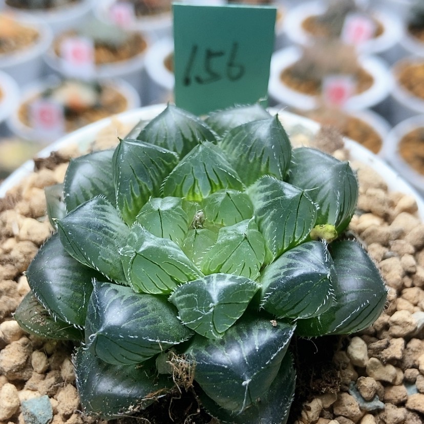 【闪购商品】156冰魄