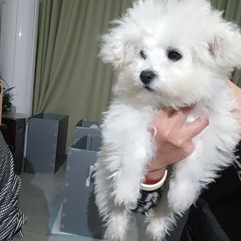 比熊小体比熊超级福利不包邮