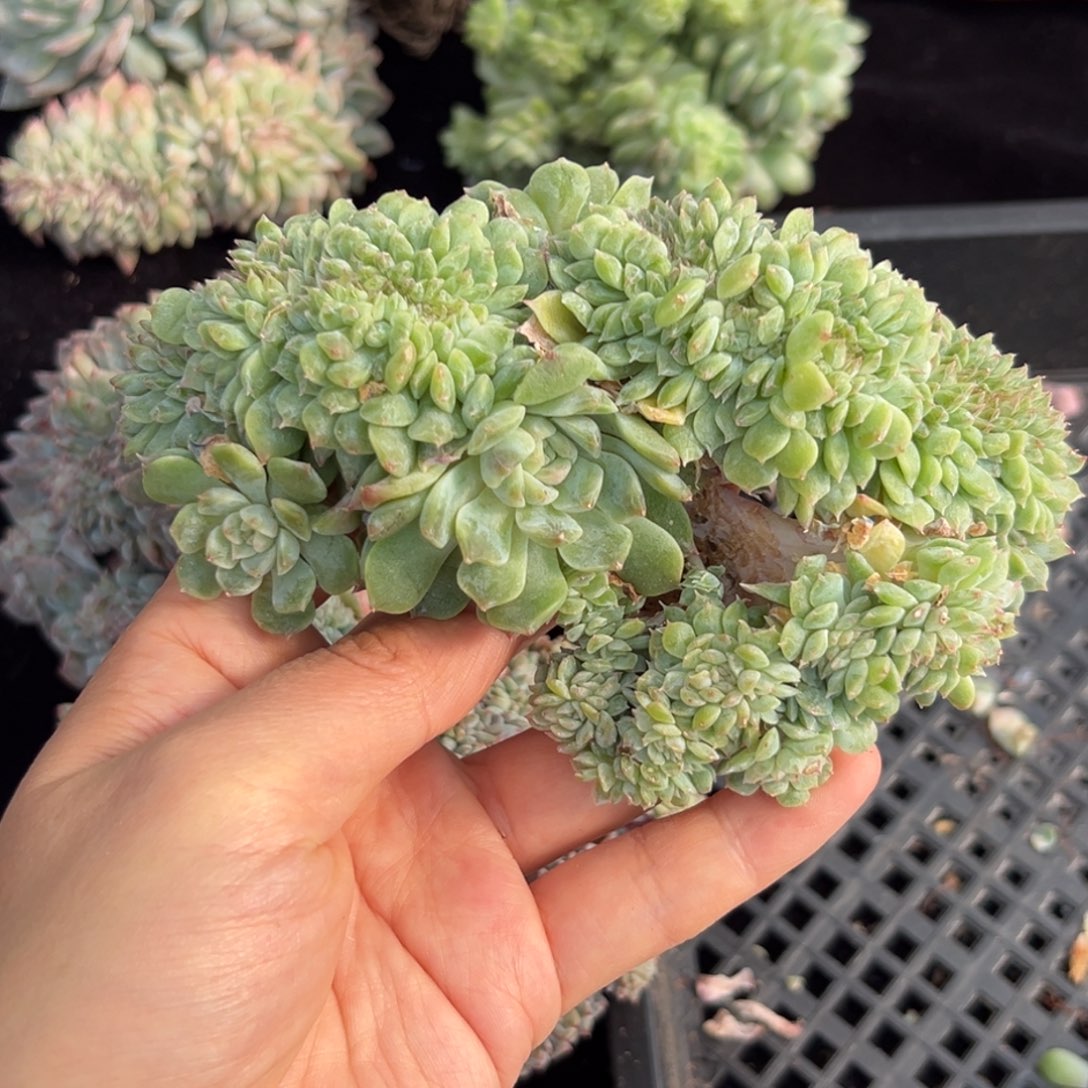 新年快乐 新年快乐