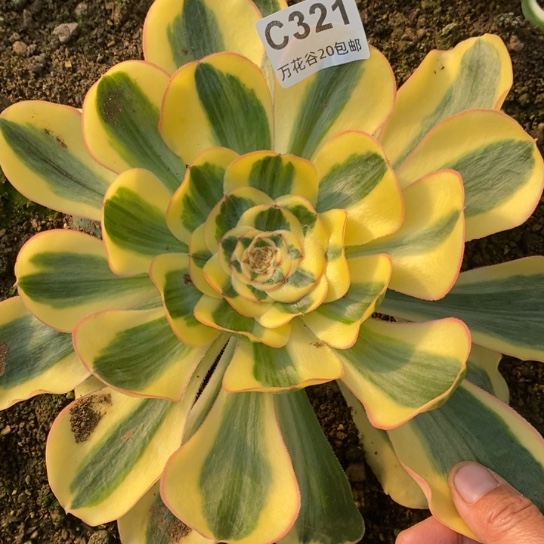 321王妃多肉植物