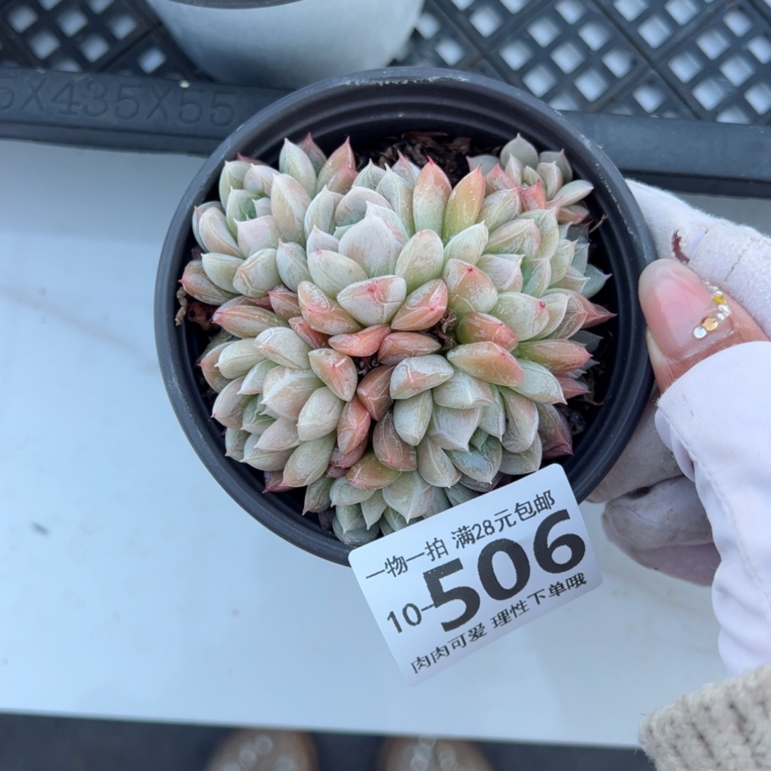 艾莎多肉多肉多肉多肉