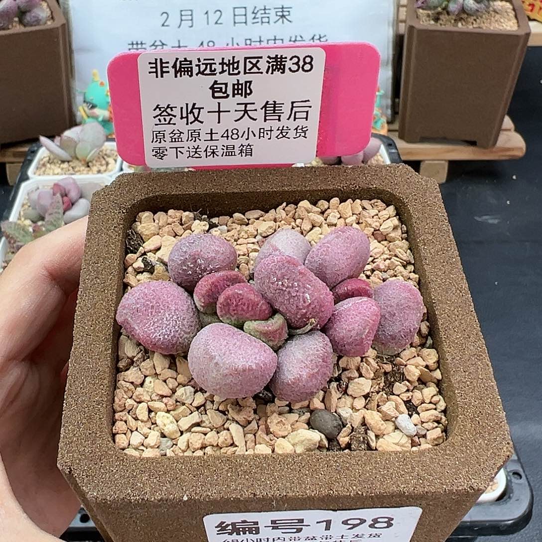 198夏娃多肉植物