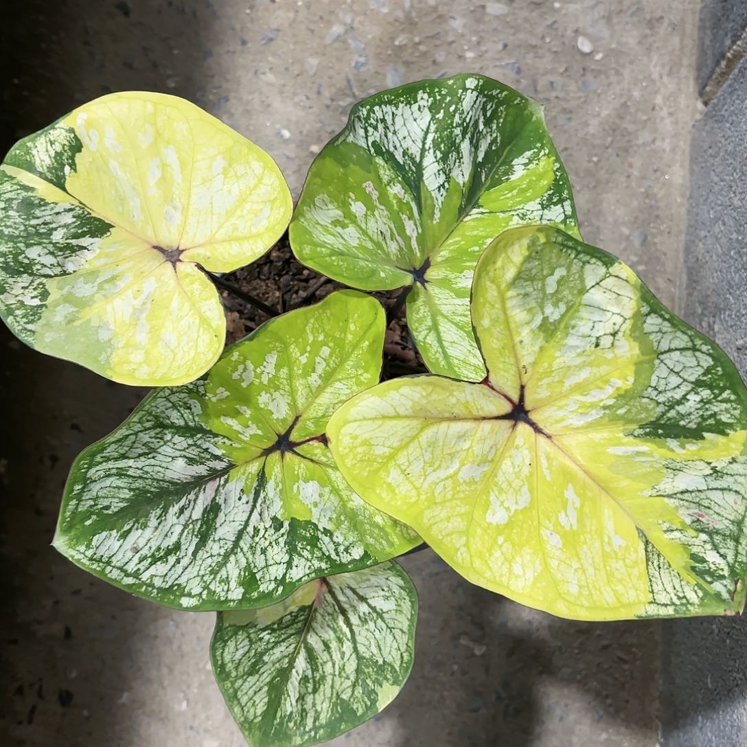 586-0118bubble B彩叶芋泰国发货