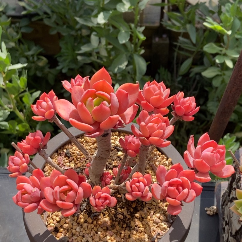 【闪购商品】甜橙群