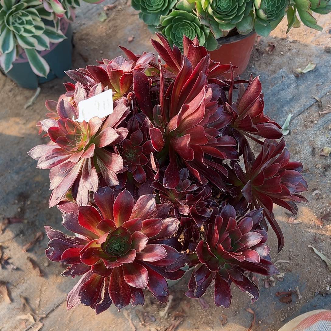 紫砂茶宠金丝缕老桩620号