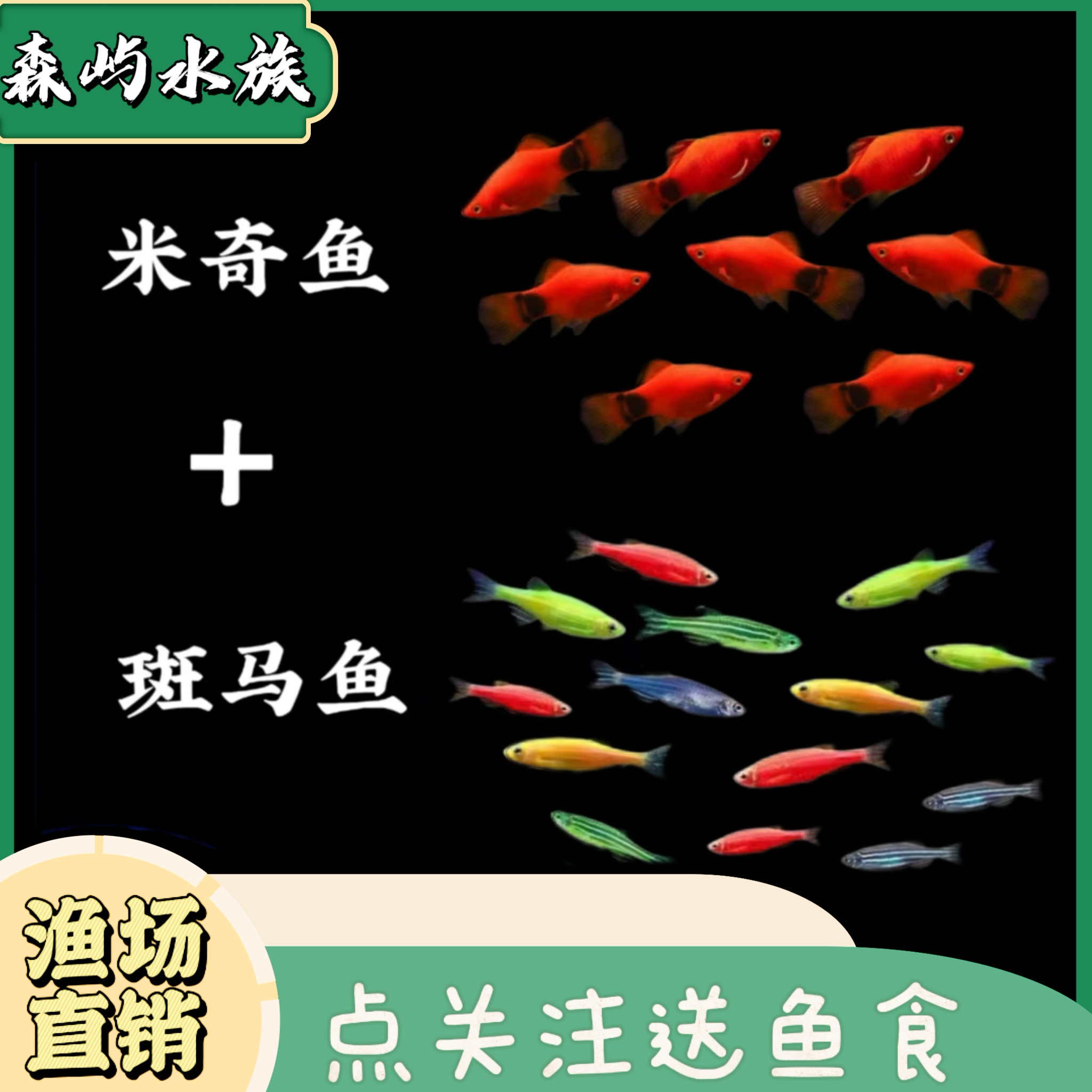 【米奇鱼+斑马】小型热带观赏鱼好养耐活胎生淡水鱼适合新手