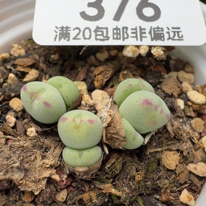 口迪带盆土。