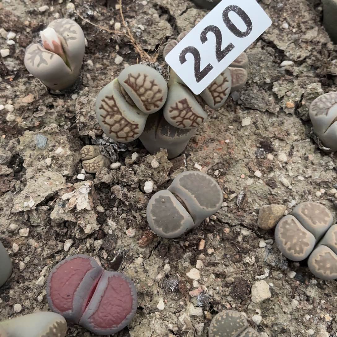 幸***点生石花一物一拍220