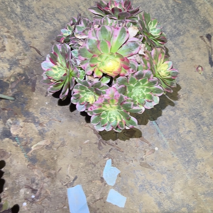 不包侧枝一物一拍44