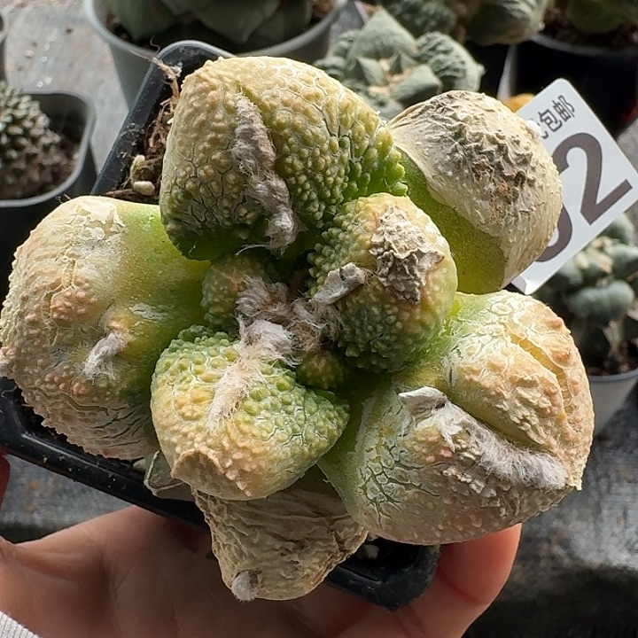 无花朵492大尤哥斯拉锦