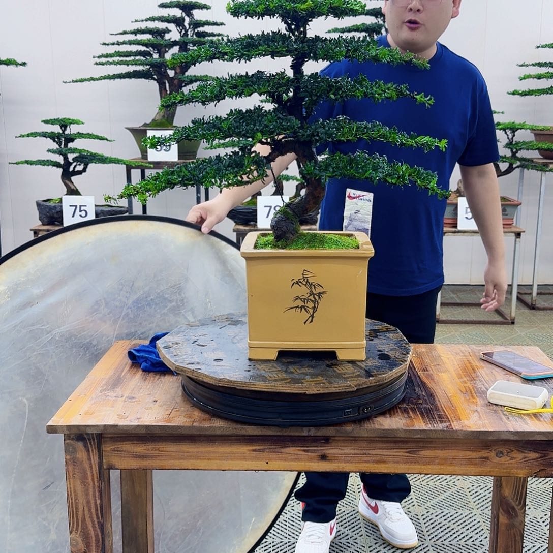 无花朵珍珠罗汉松造型盆景