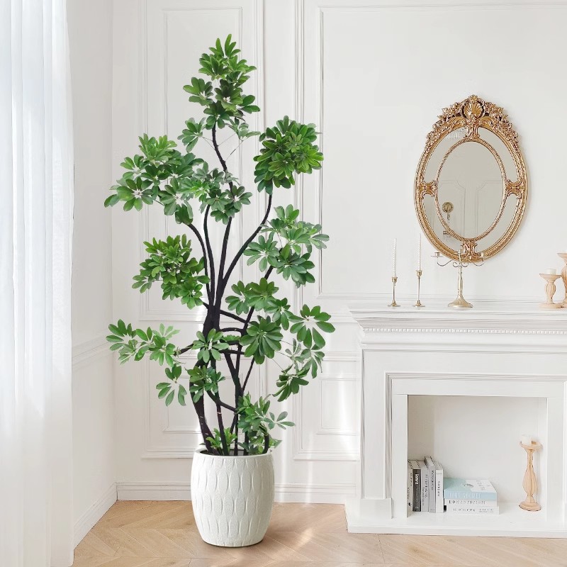 鸭脚木客厅绿植大型室内旺宅植物四季好养活办公室盆栽