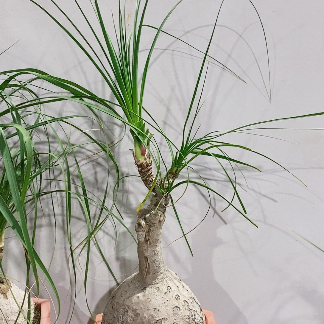 花***喵无花朵多头酒瓶兰