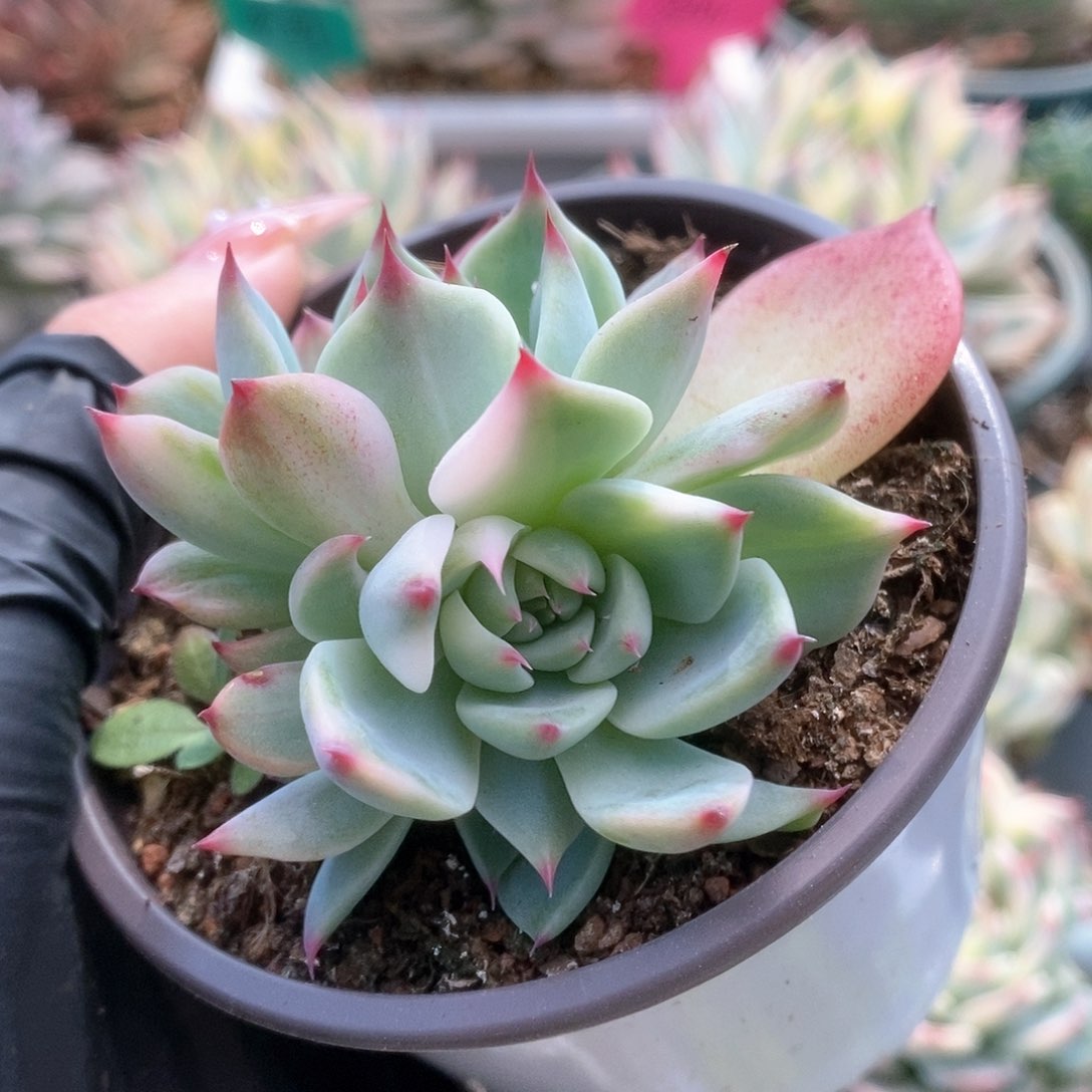 053锦锦锦锦锦锦锦锦