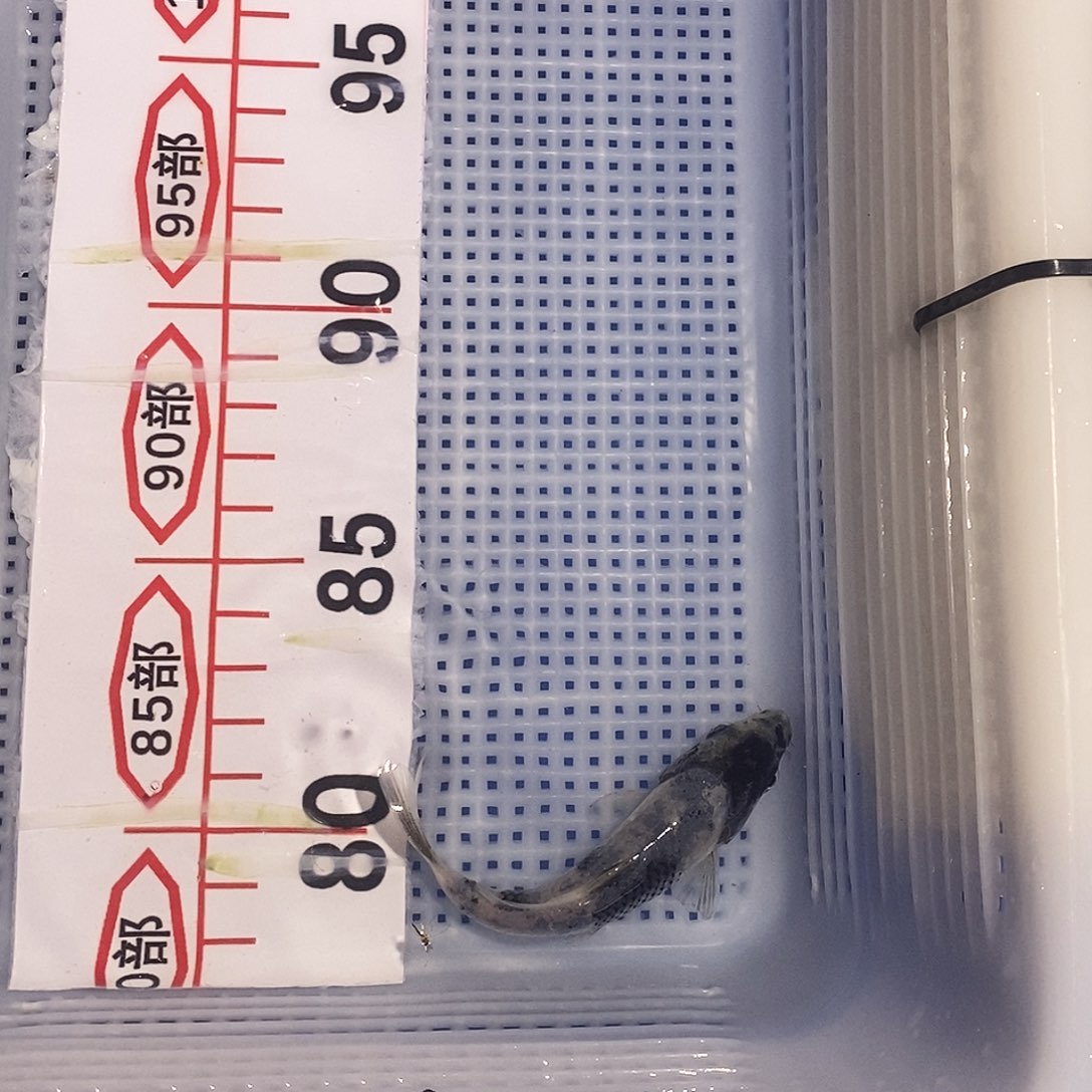 锦鲤祥荣锦鲤竞拍