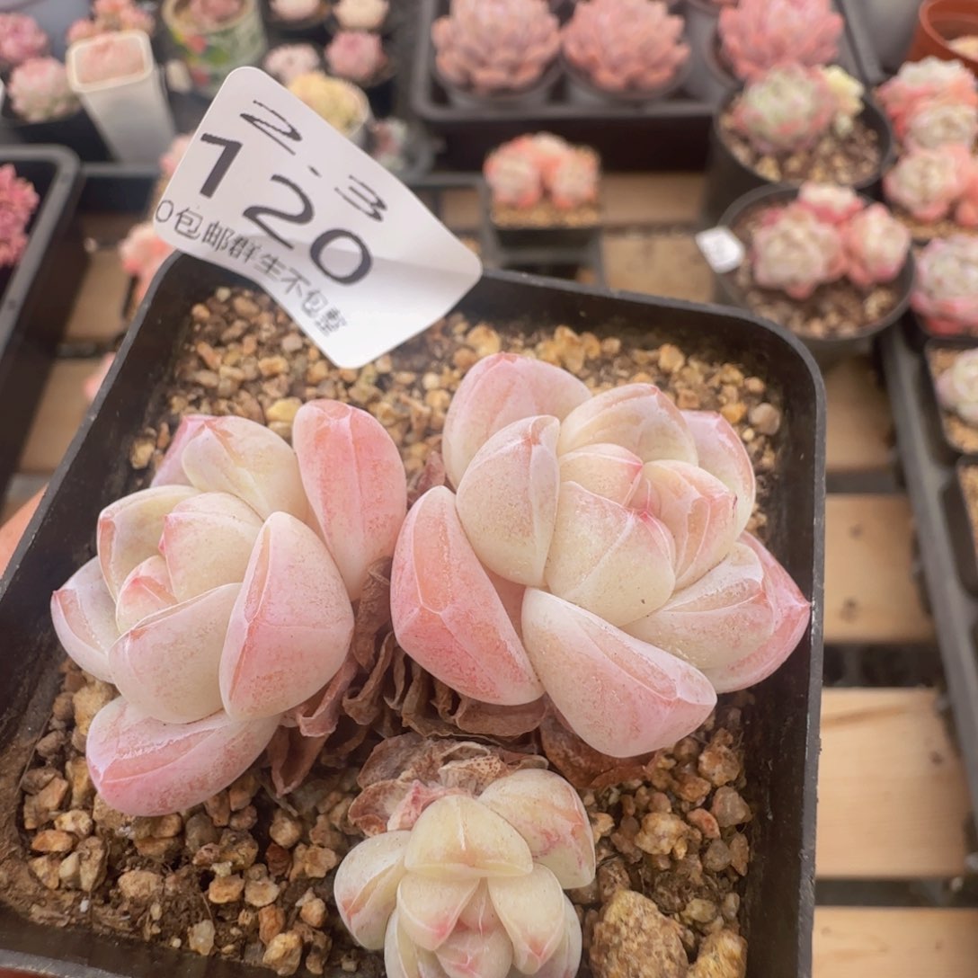 三头冰玉一颗脱土发货