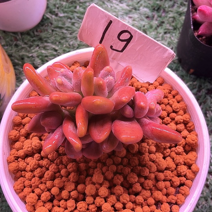 我是你的小可爱啊小可爱们