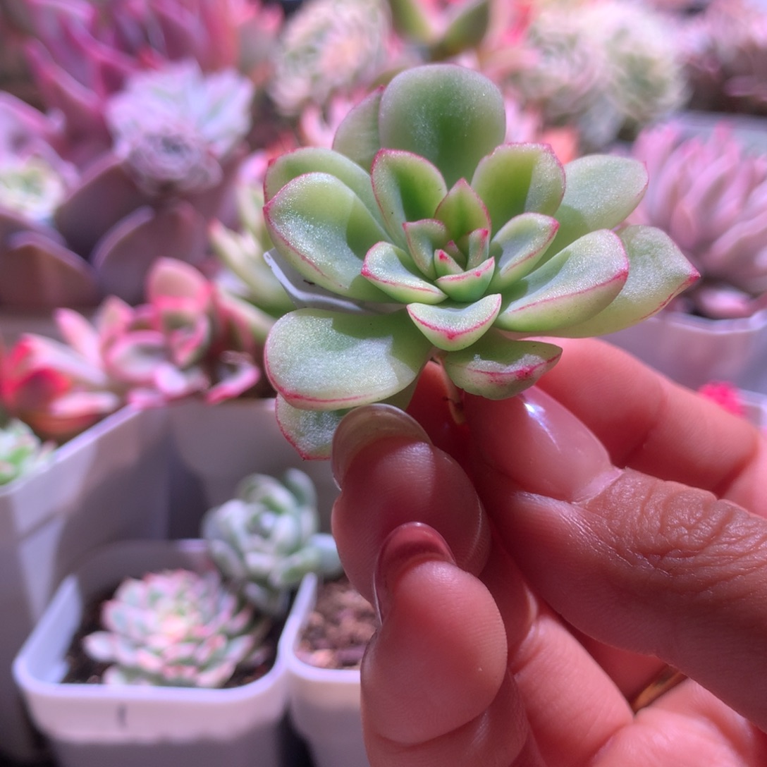紫梦覆轮锦砍头头