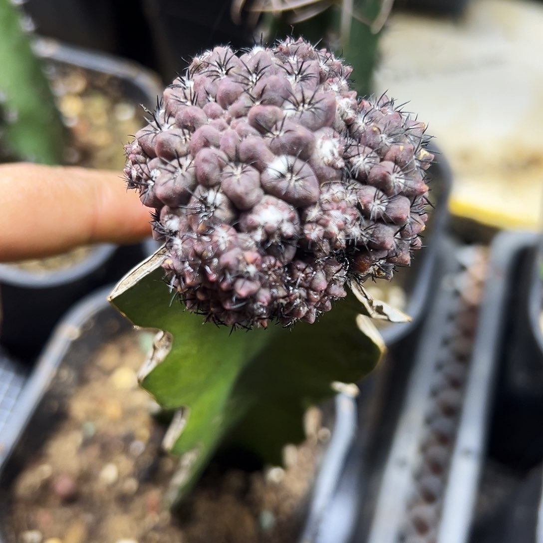 雾之城仙人球111111