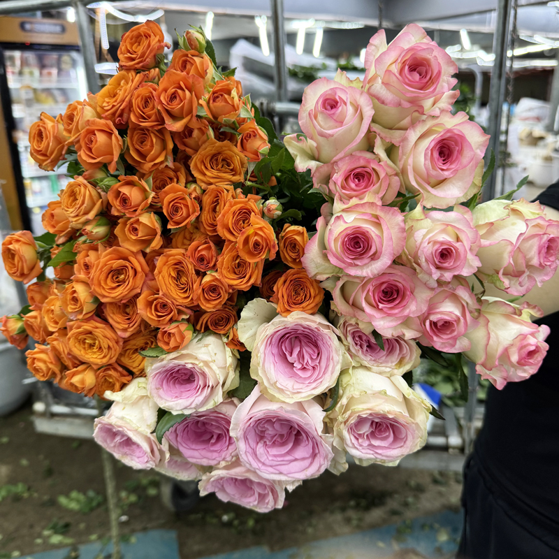 【玫瑰组合】单头玫瑰多头泡泡鲜花花束云南昆明基地直发家用水养花