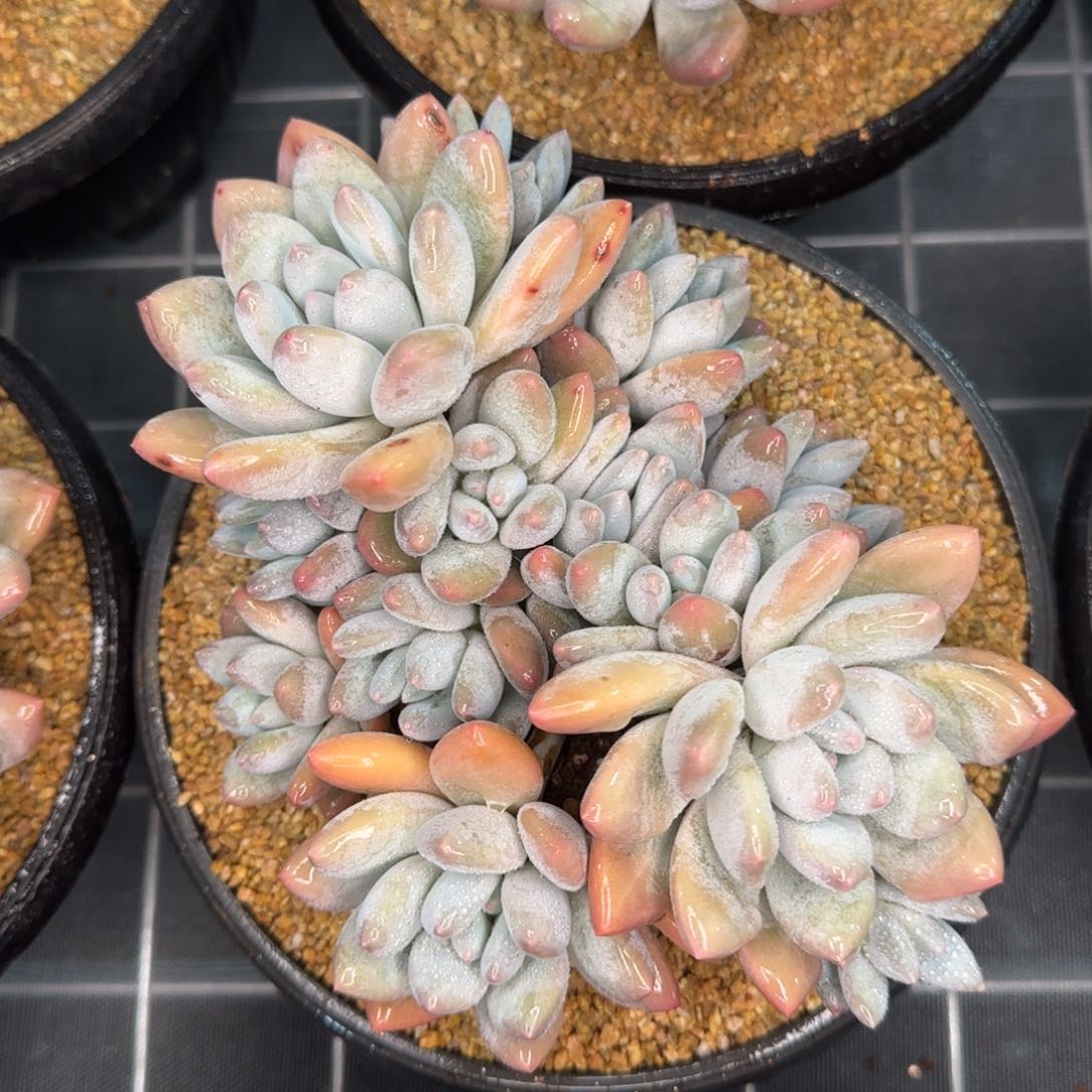 从前慢花园精选多肉新香水