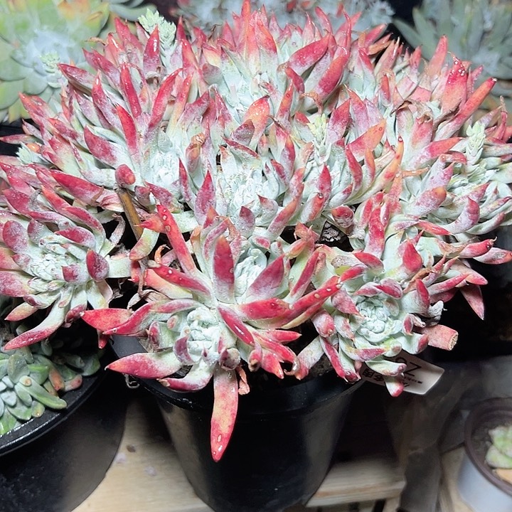 小鹿多肉一物一拍685