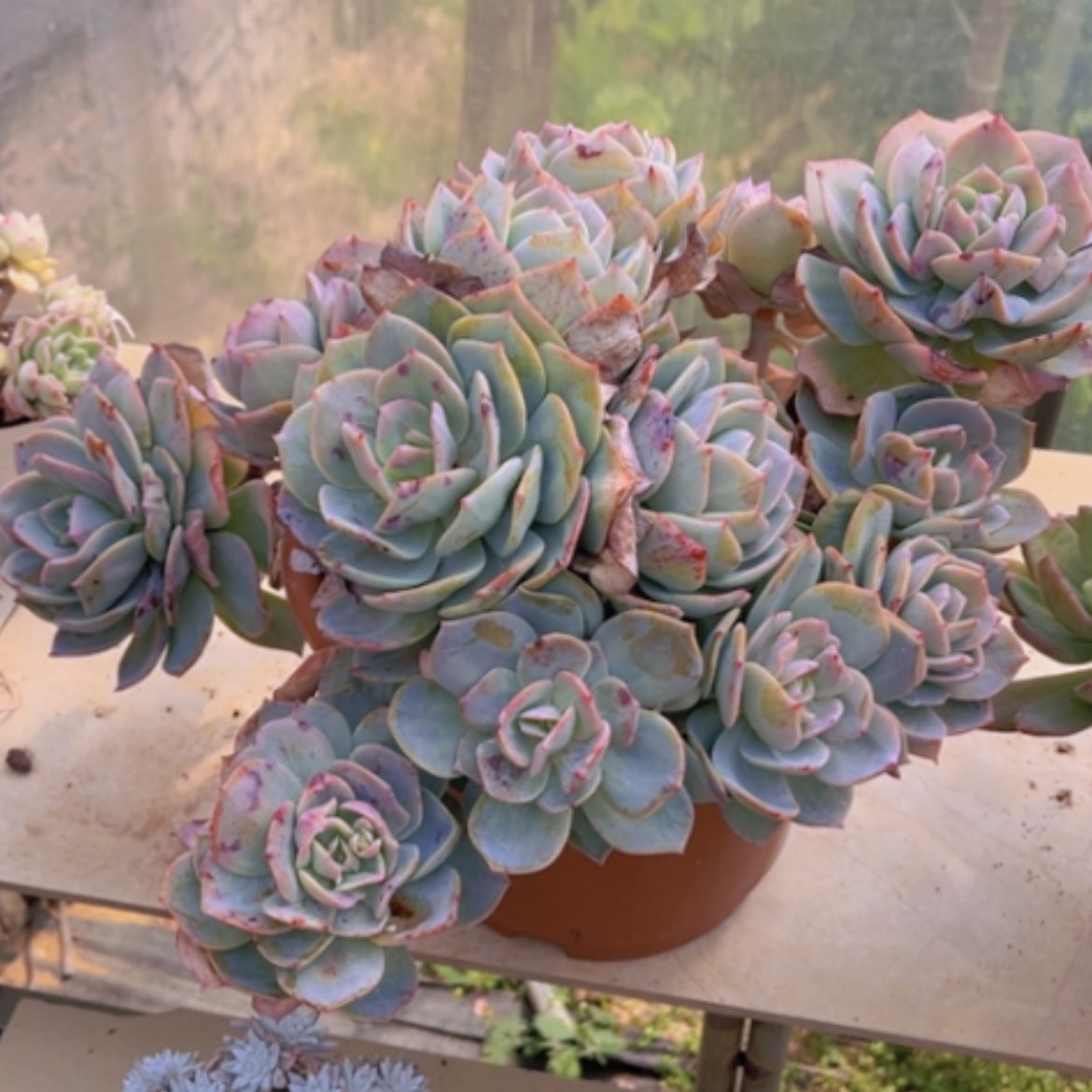 【闪购商品】白凤0824