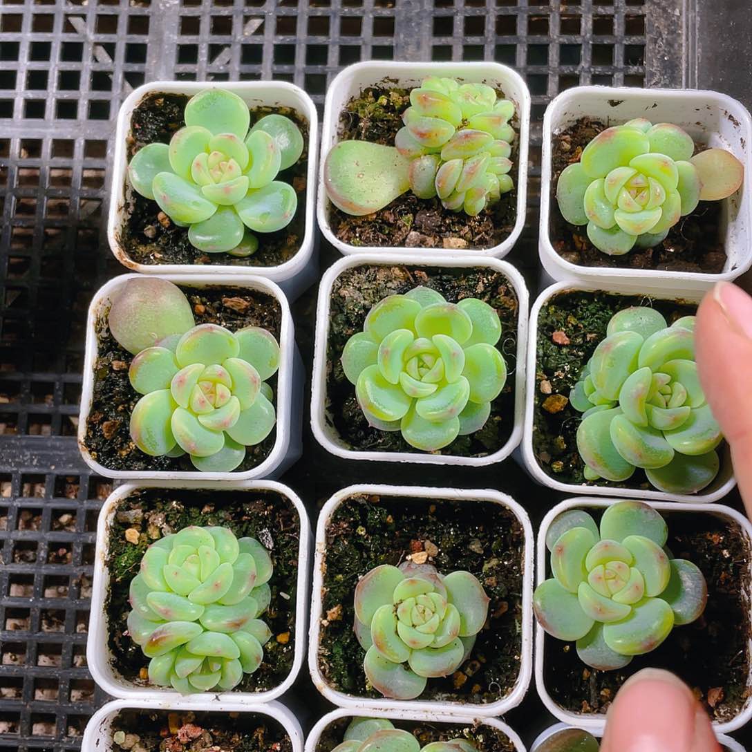 阳阳T3000 状态盆一个满25包邮